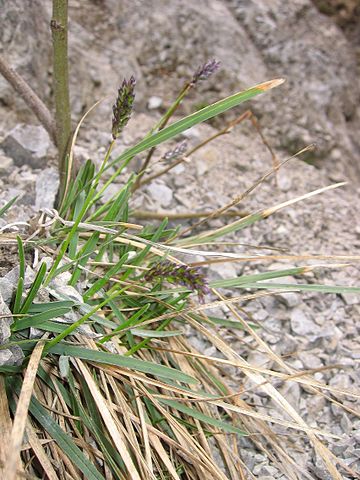 Sesleria varia